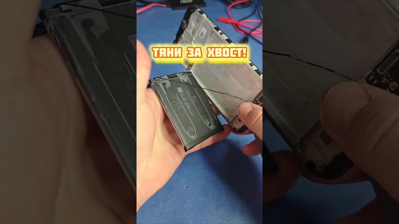 Не лису из норы тянешь – хвост не отрывай