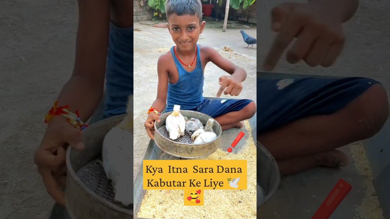 Kya Itna Sara Dana Kabutar Ke Liye 🕊️🥰...#viral #short #dana #kabutar #pigeon #whitepigeon #minivlog