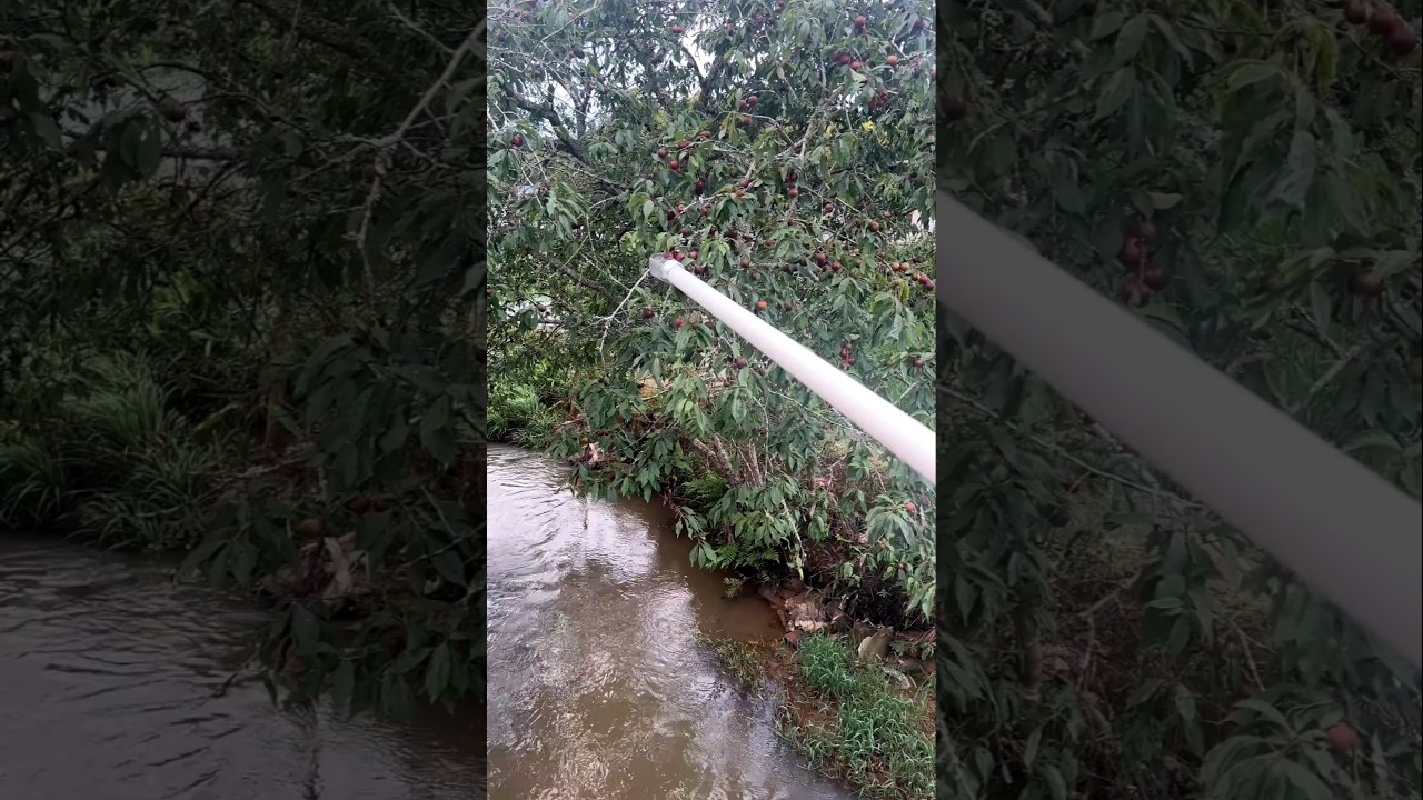 Clever Long Pipe PVC Tool for Picking High Tree Fruit