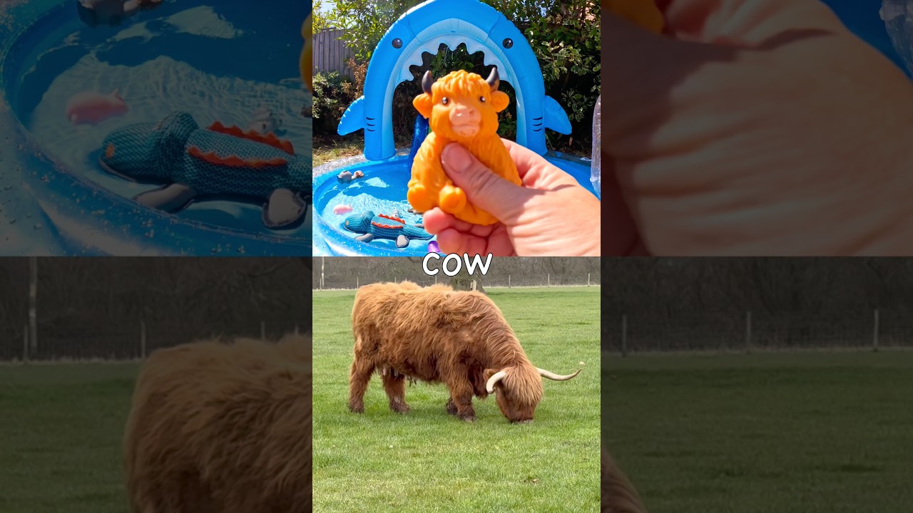Learn Animal Names for Kids at the Shark Pool: Pig Kangaroo Cow Wolf Gecko
