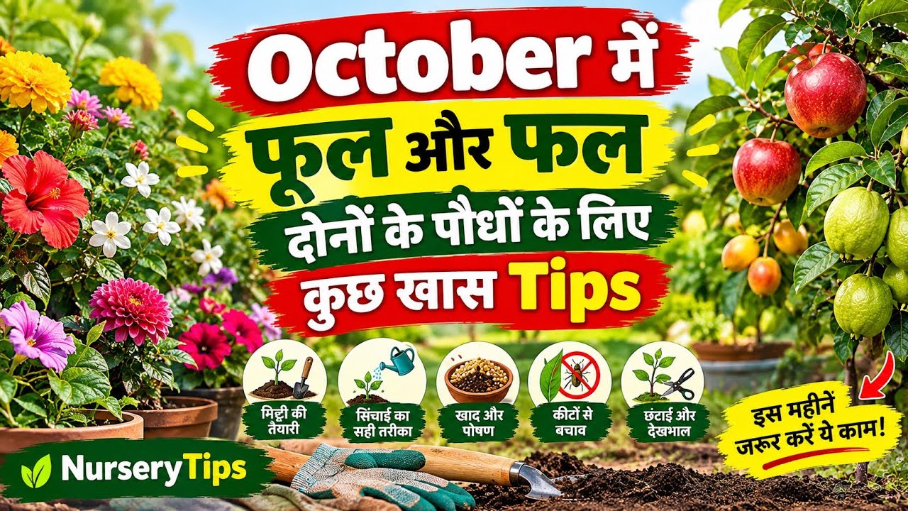 अक्टूबर में फूल और फल के पौधों की ये खास Tips 🌸🍋 | October Gardening Tips | NurseryTips