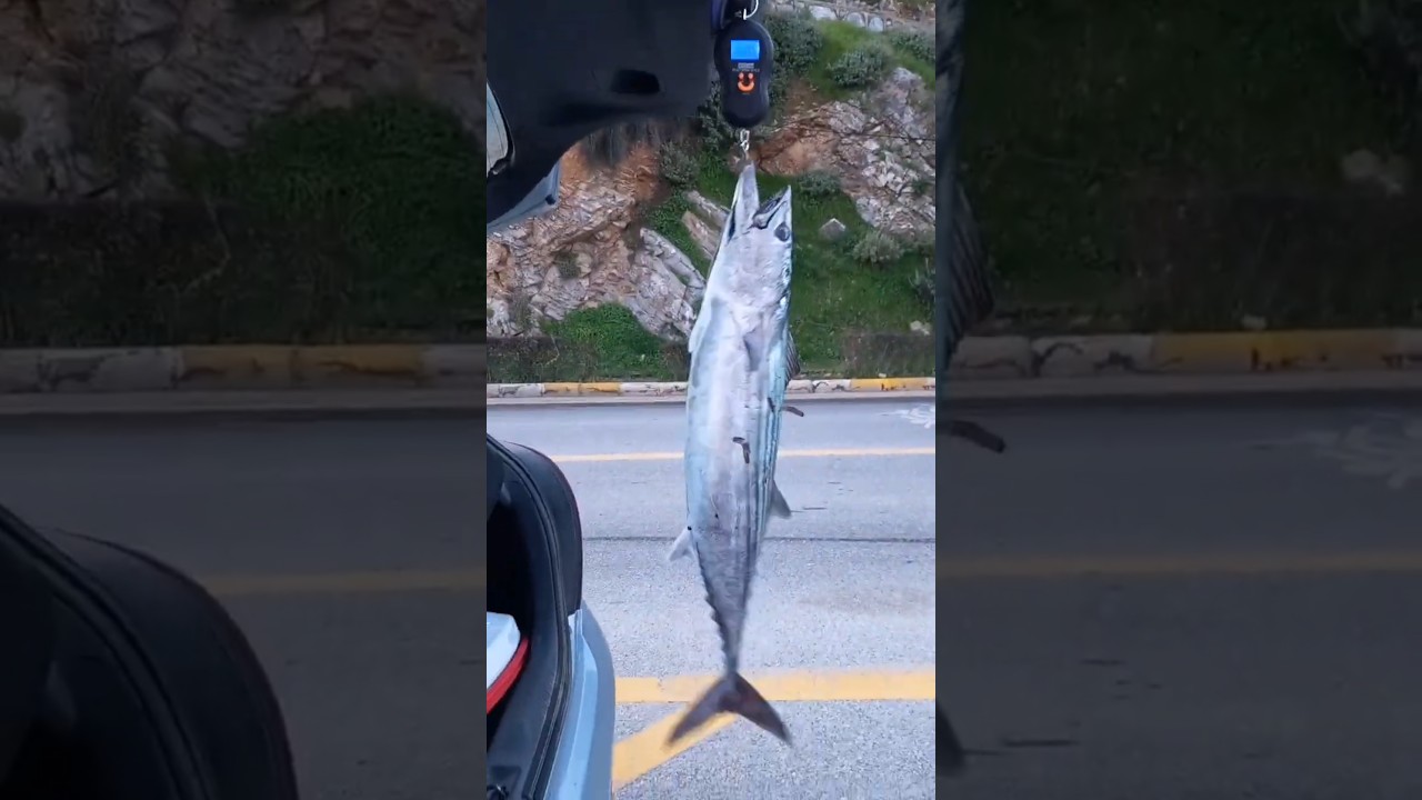 Big Bonito