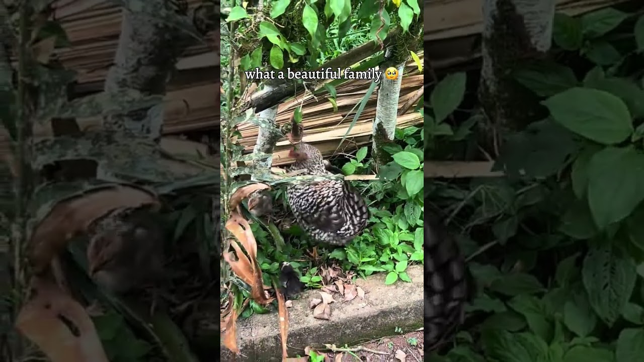 Chicken 🐔 and her Chicks 🐣