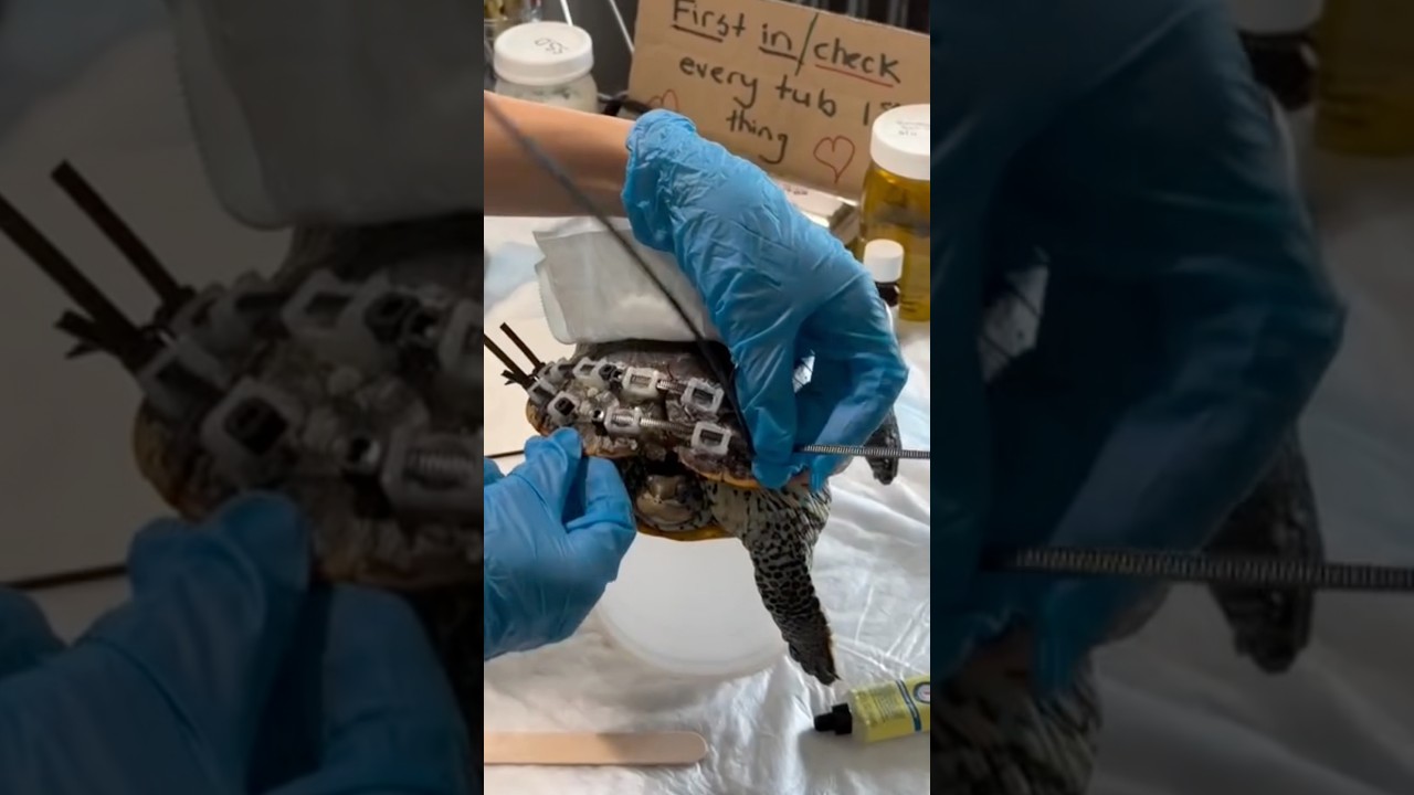 Using Zip Ties To Repair Turtle Shell #goodtoknow #vet #instagram #lifehacks #tiktok #youtubeshorts