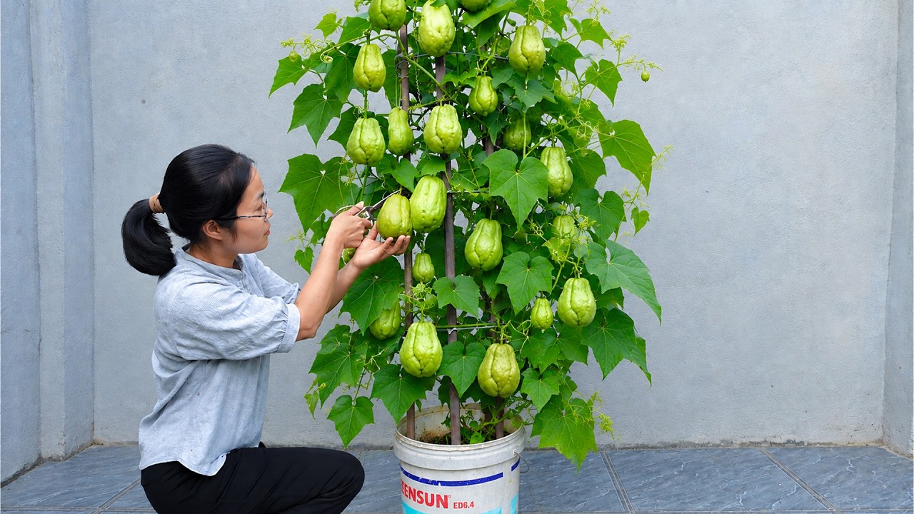 How to Grow Chayote in a Bucket – My Simplest and Most Effective Method