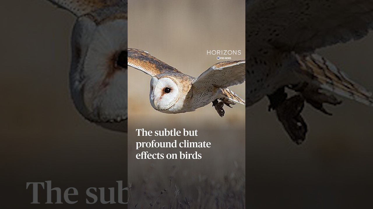 The subtle but profound climate effects on birds