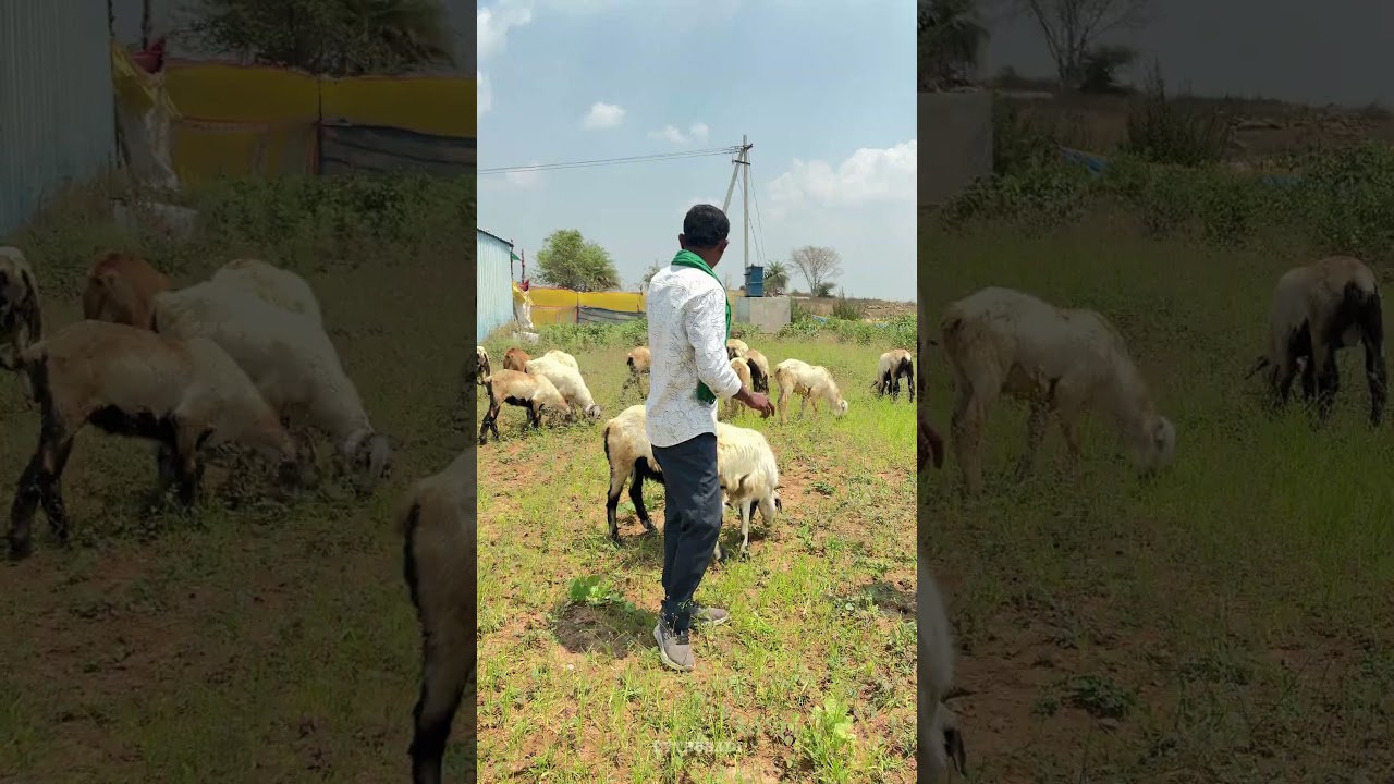 Sheep & Hens Farming #rythubadi #sheepfarming #agriculture