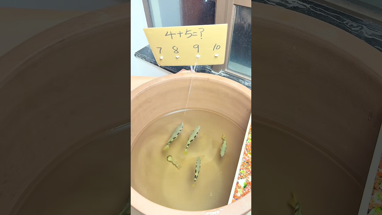 Can Archer Fish Do Math? #goodtoknow #vet #medicine #funfacts #educational #lifehacks  #survival