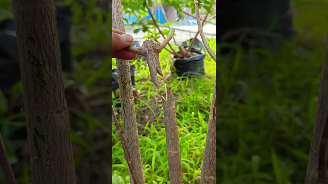 Learning grafting technique 🌳🌳 #youtubeshorts #shorts #garden #nature #fyp