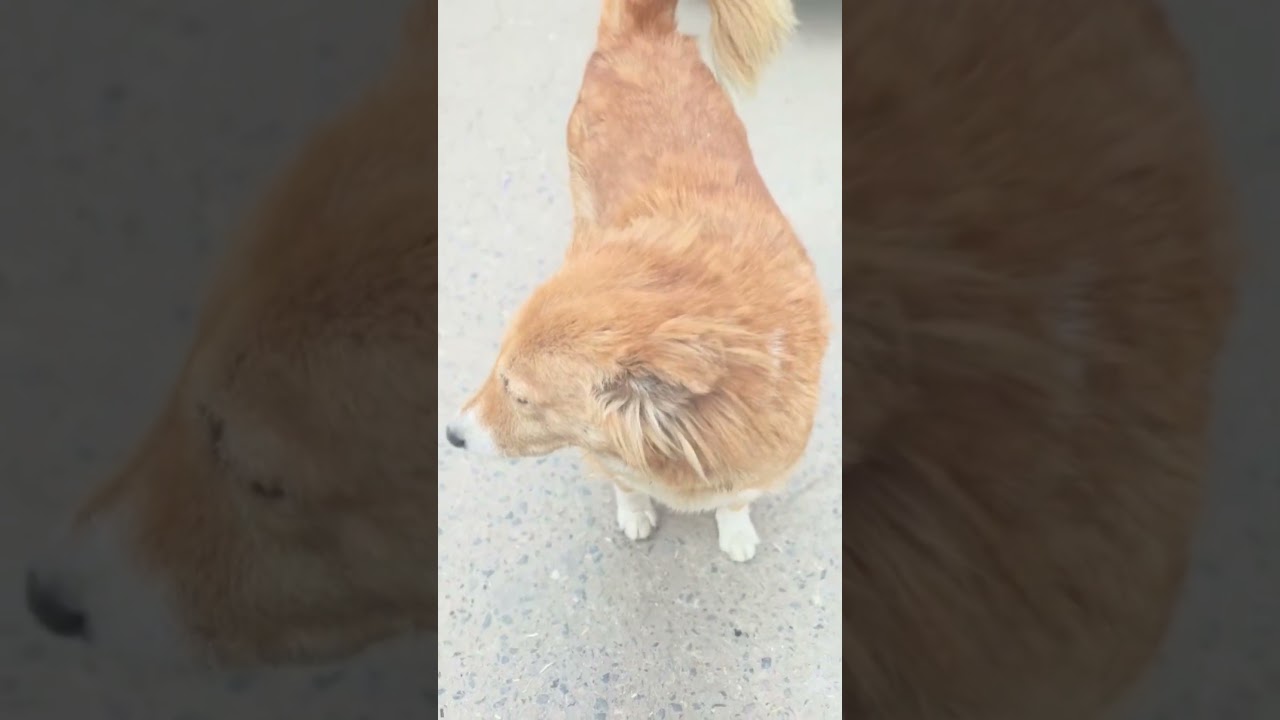 pluto ghar se gayab ho gaya #adoptstrays #dog #dogbreed #love #highlights
