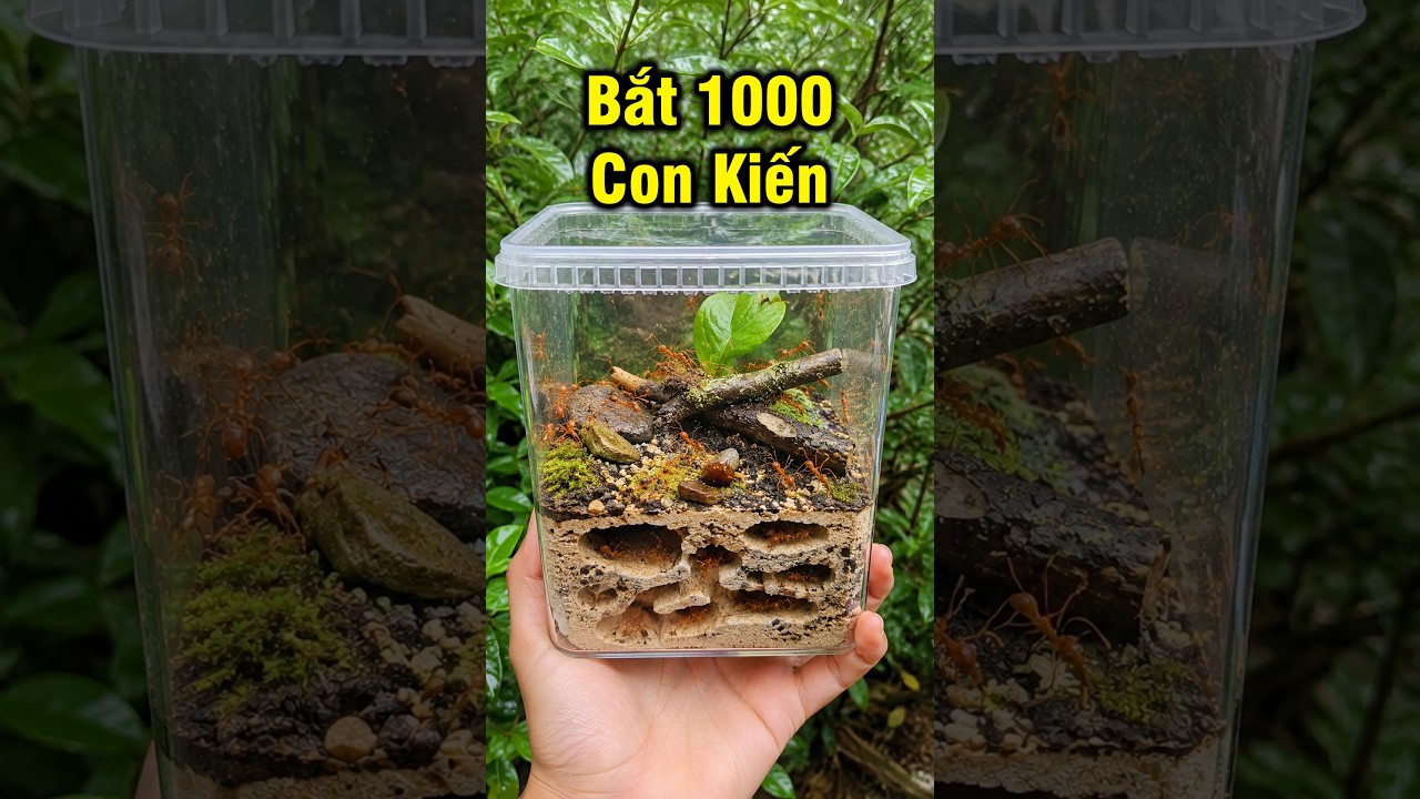 Xây Nhà Mới Cho Đàn Kiến Lạ P1! #shorts
