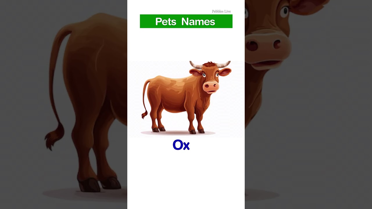Pet Animal names I #shorts