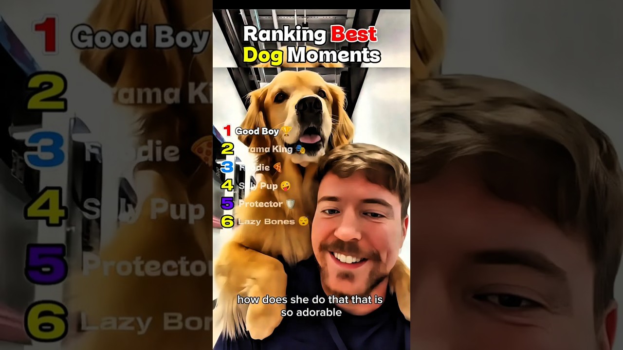 Ranking Best Dog Moments 🐶 #shorts