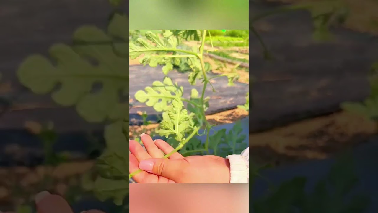 Remove These Branches NOW for Bigger Watermelons 🍉 #gardening #watermelon #farming