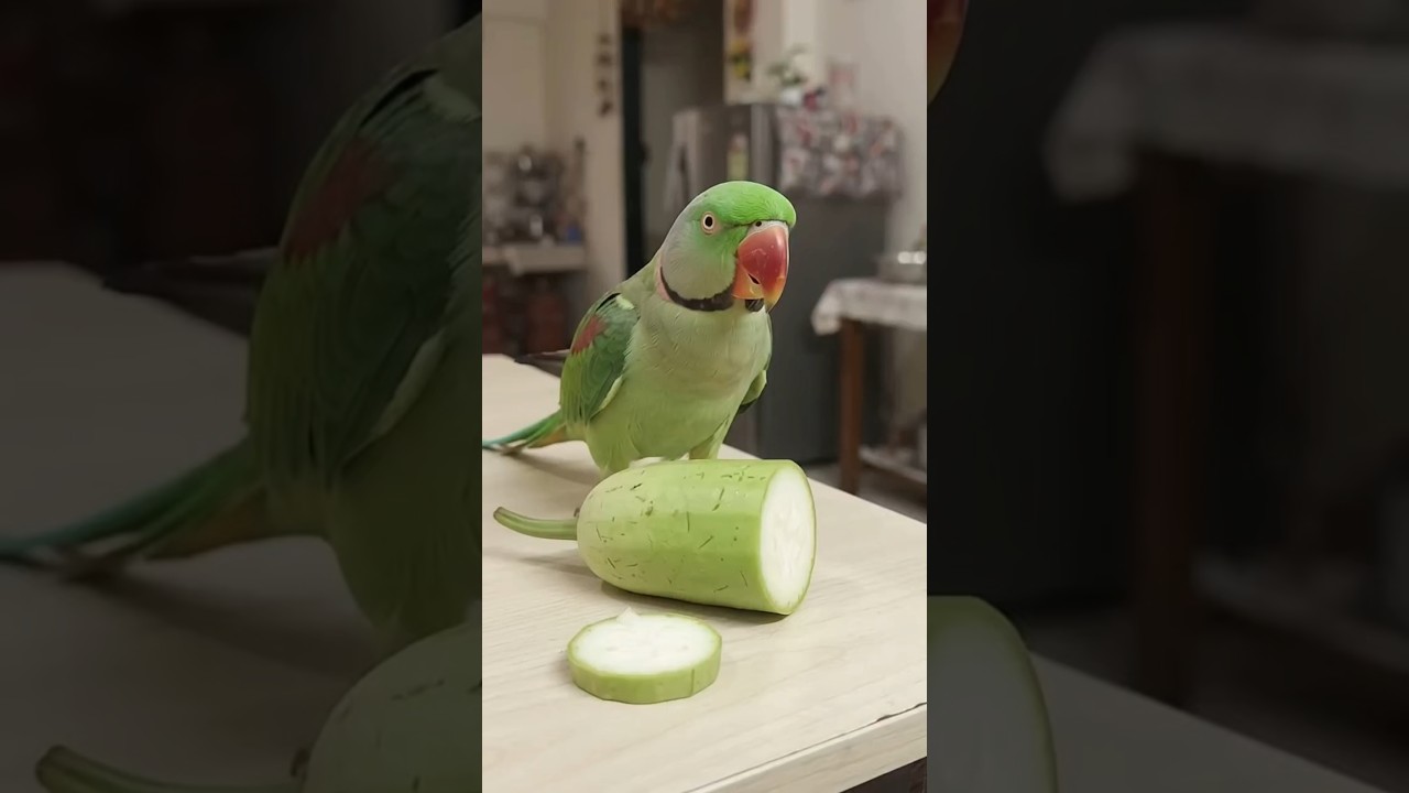 Jab Mitthu Ko Mili Hari Lauqi! Cute Parrot Video ❤️#shorts