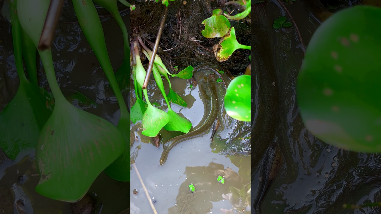 Nalike anderse milgaya kitnesare macchli🐟😲(1567) cannel fishing video #fishingtips