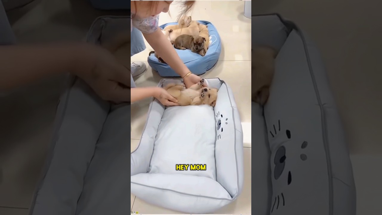 Mom Rescued These Tiny Puppies Found by the Roadside 😭🐕😍!! #shorts