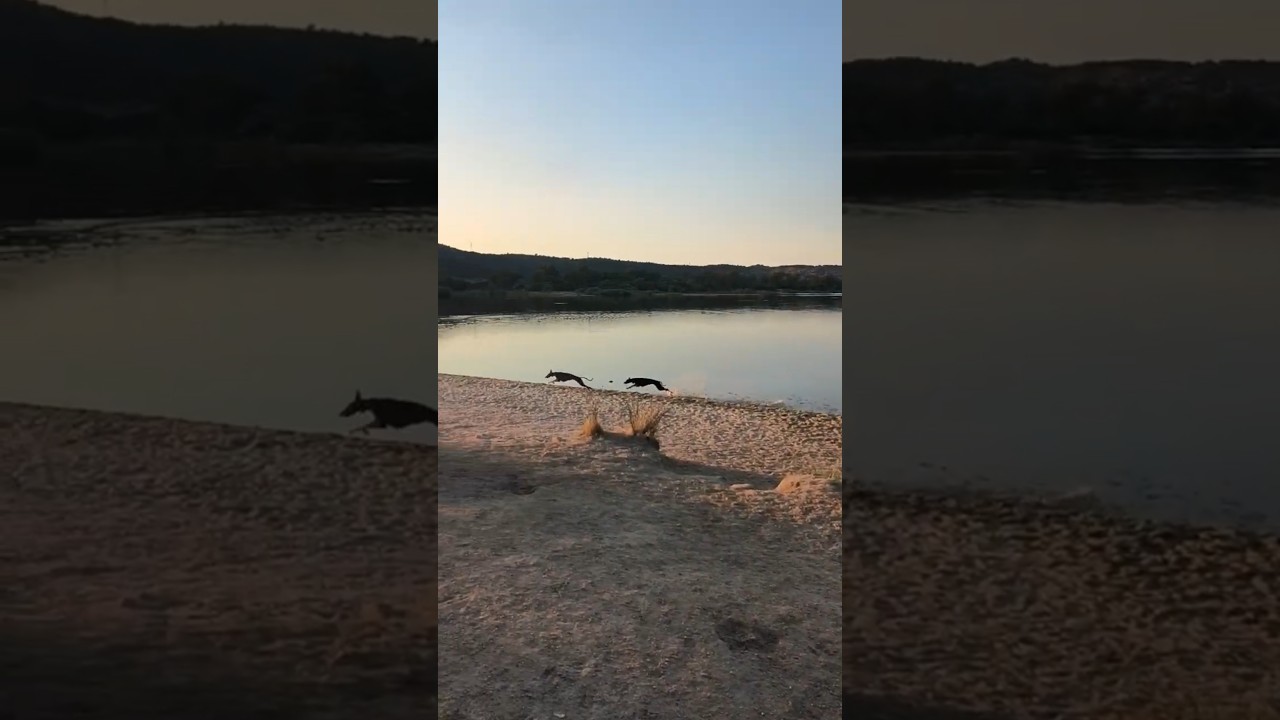 GALGO ESPAÑOL. PEPI & ERA. #pets #funnydogs #funnyanimals #lifestyle #dog #lake #summer