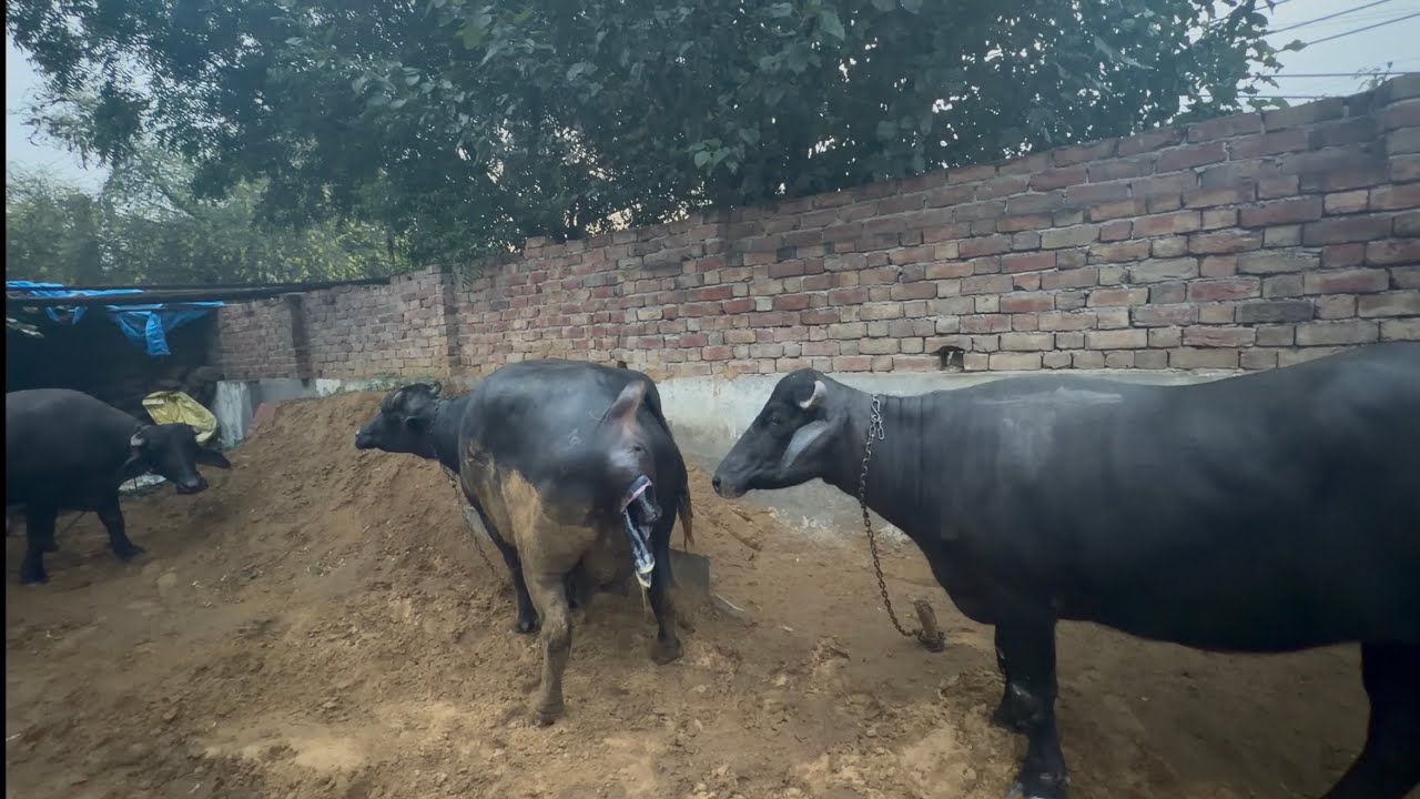 Beautiful video 😍Buffalo Giving Birth to Lovely Female calf 💕Must watch.