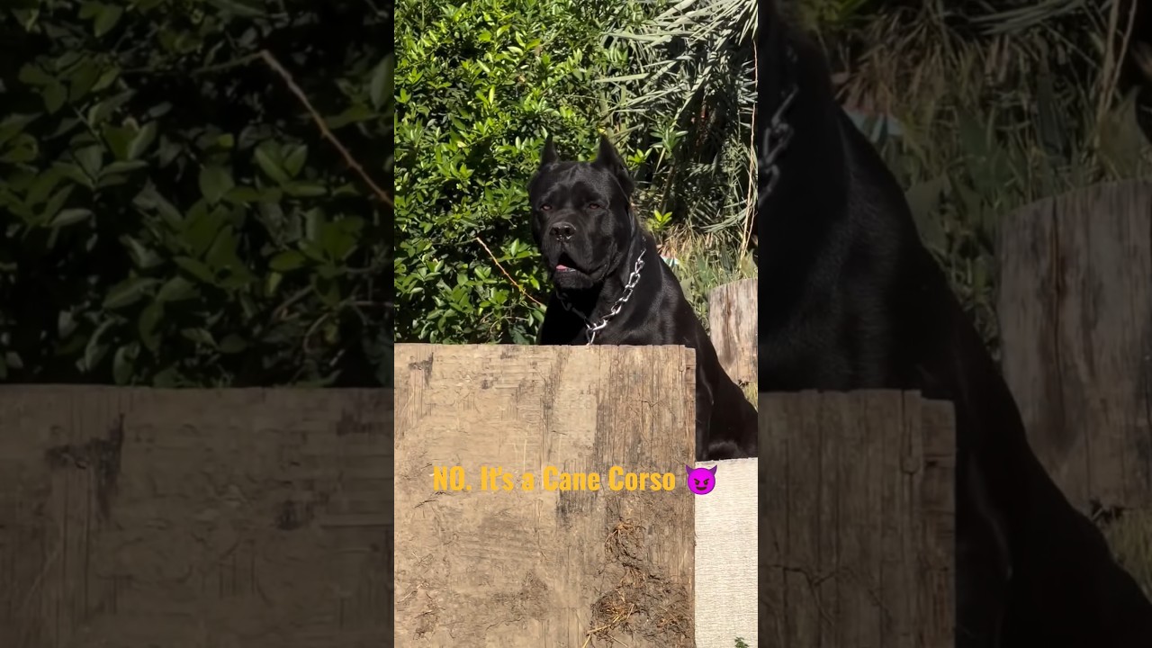 It's Not a Panther… It's a Cane Corso 🐆😈 #shorts #canecorso #dog #dogshorts #cattledog