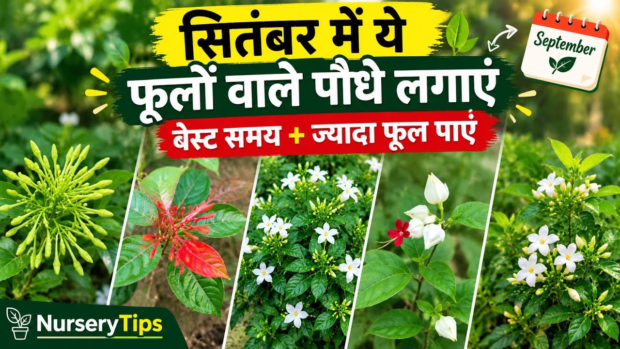 सितंबर में लगाएं ये Flowering Plants 🌸 | ज्यादा से ज्यादा फूल पाने का सही तरीका |September Gardening