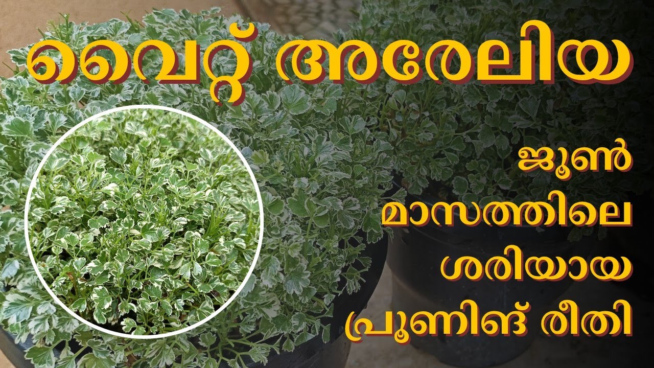 മഴക്കാലത്ത് ഇങ്ങനെയൊന്ന് പ്രൂൺ ചെയ്തു നോക്കൂ സൂപ്പറായി വരും#trending #garden#plant#aralia#prunning