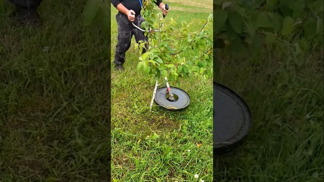 Precision Weed Trimming Around Orchard Fruit Trees