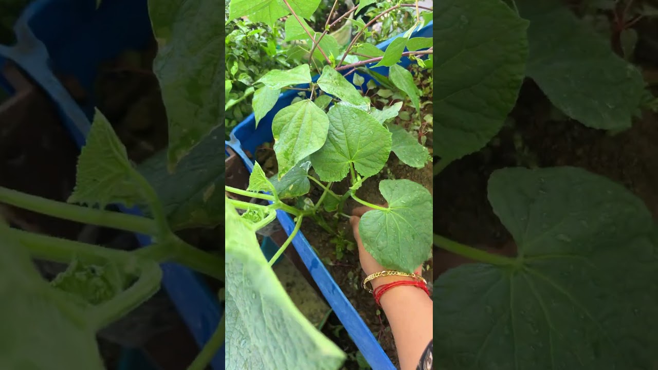 खीरे की 2G/3G cutting करे पौधा ग्रो होगा #shortsfeed #cuttingcycle #gardening #garden