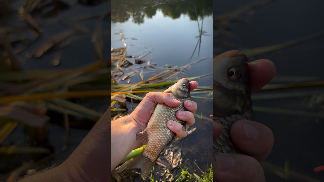 Рыбалка в лесу #рыбалка #природа #лес #nature #fishing #рыба #карась # мотоцикл #лето