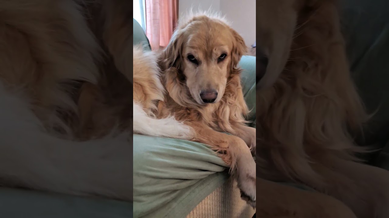 If my dog had a cell phone... #dogs