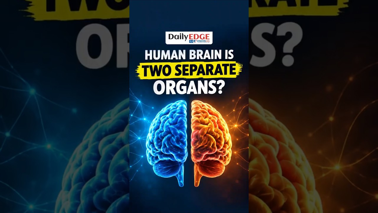 Scientists Discover the Human Brain Develops in Two Separate Parts