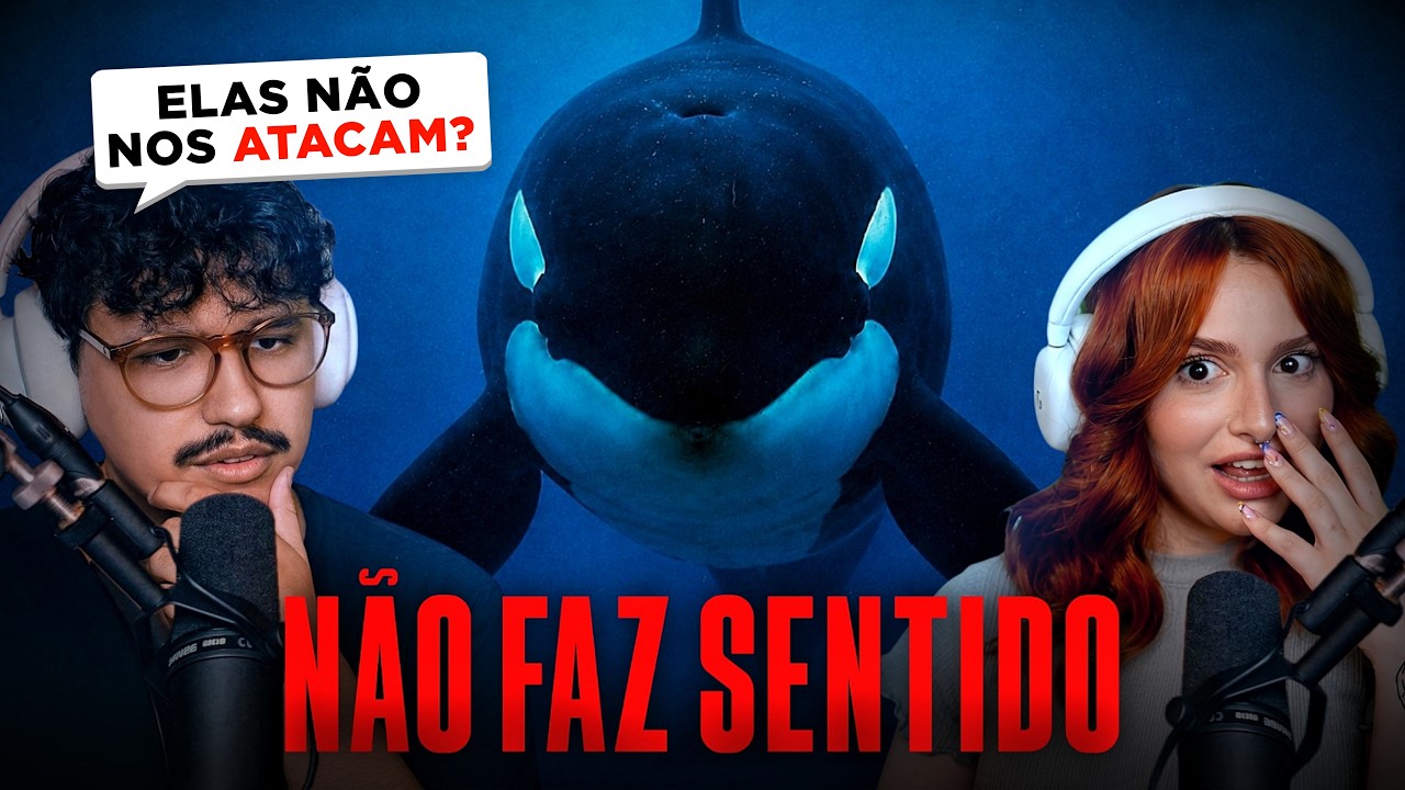 por que as ORCAS não atacam humanos? | Kairus