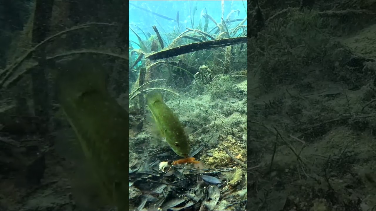 🦞 BASS CRUSHES CRAWDAD OVER AND OVER! 🦞