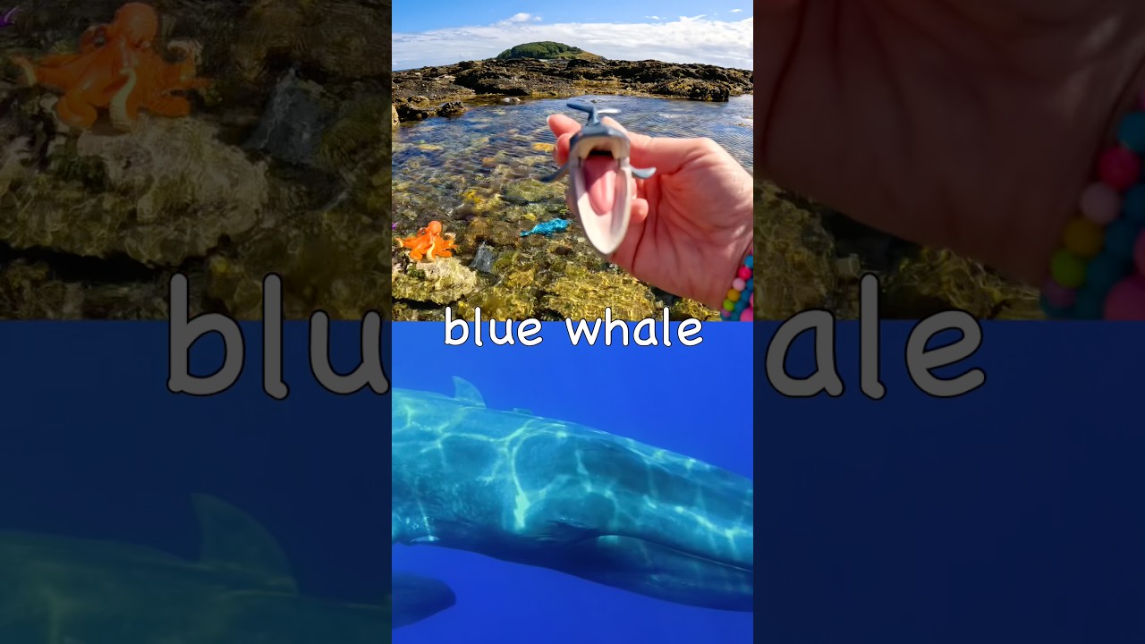 Sea Animal Names for Kids to Learn by the Island: Blue Whale Fiddler Crab Jellyfish Squid