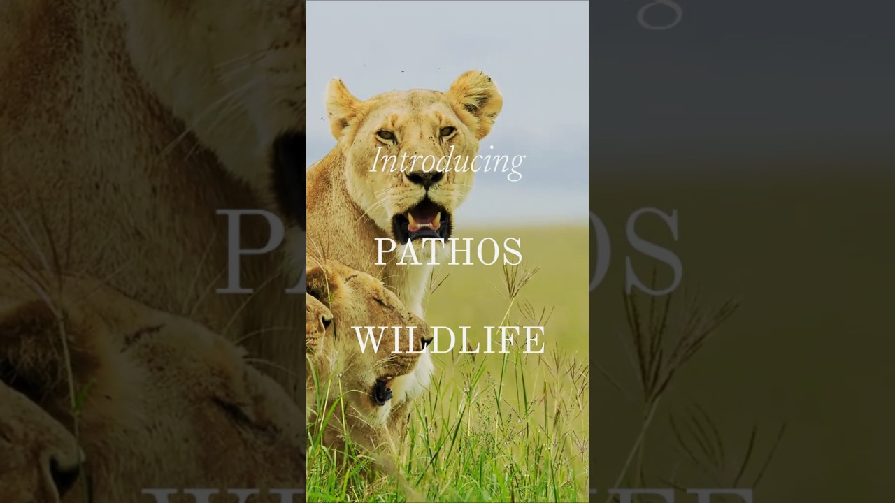 Introducing Pathos Wildlife 🌿