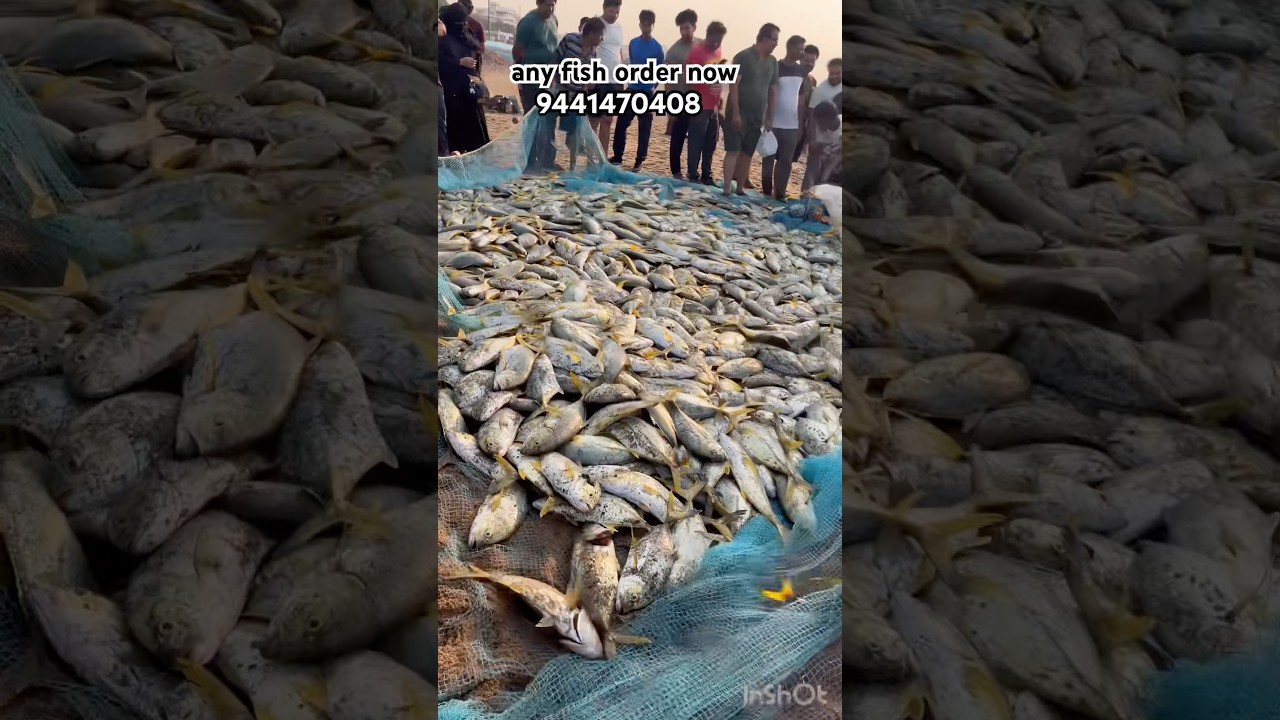 any fish order now 9441470408 #tunafish #viral #trending #fishing # vizag