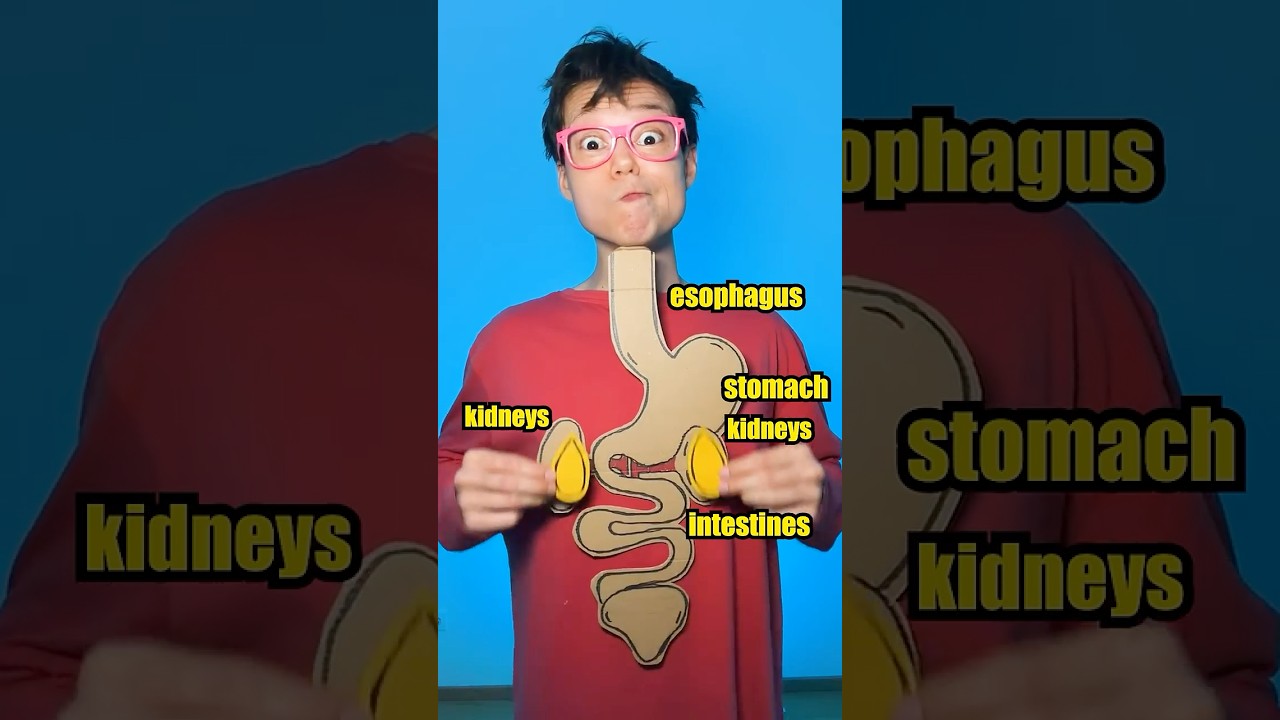 How is Pee Made? 💦 #learn #kids #shorts
