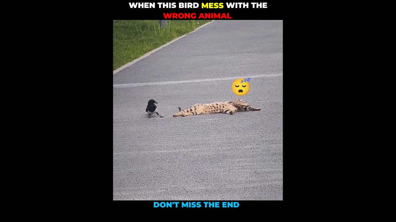 Cat v/s Bird #animals #shortvideo #shorts #animalshorts #animalplanet #cat #catvideo #viralshorts