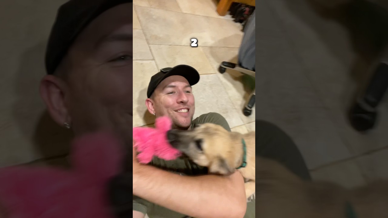 FUR MISSILE CHARGING #puppy #satire #funny #memes #funnypuppy  #pupper #workout #dogs #dogtraining