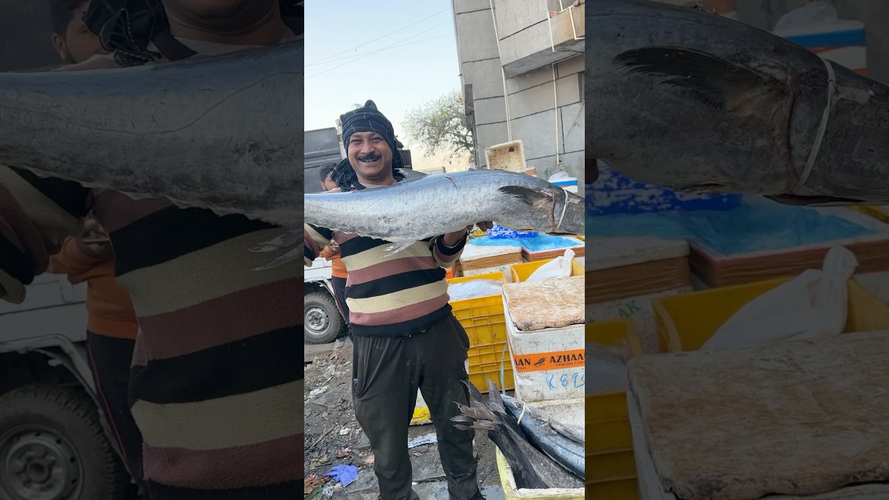 🐟 BIG SURMAI FISH IN INDIA 🇮🇳 | विशाल सुरमई मछली | Fresh Sea Fish Market
