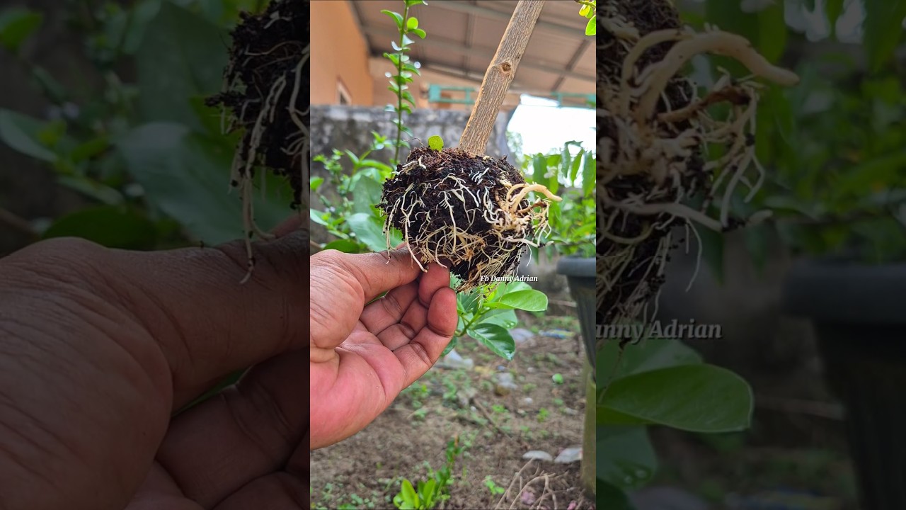 Air layering technique #airlayering #tree #garden #grafting