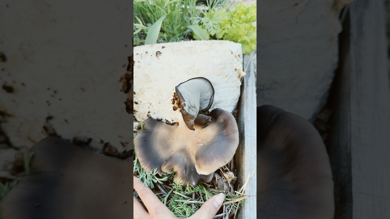Yellow Oyster and Blue Oysters Mushrooms in my garden #garden #mushroom #oystermushrooms