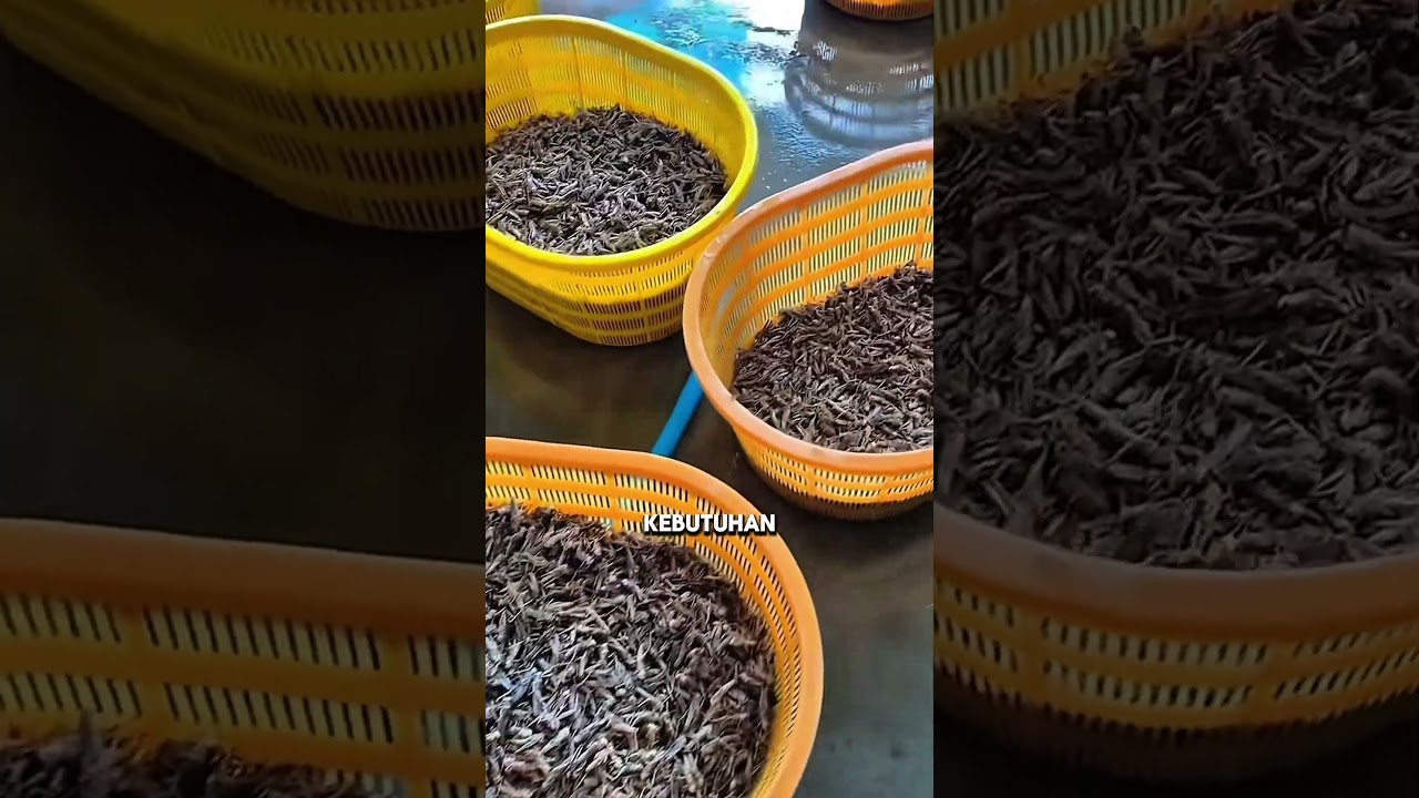 Begini Cara Budidaya Belalang #pertanian #gardening #farming #budidayabelalang