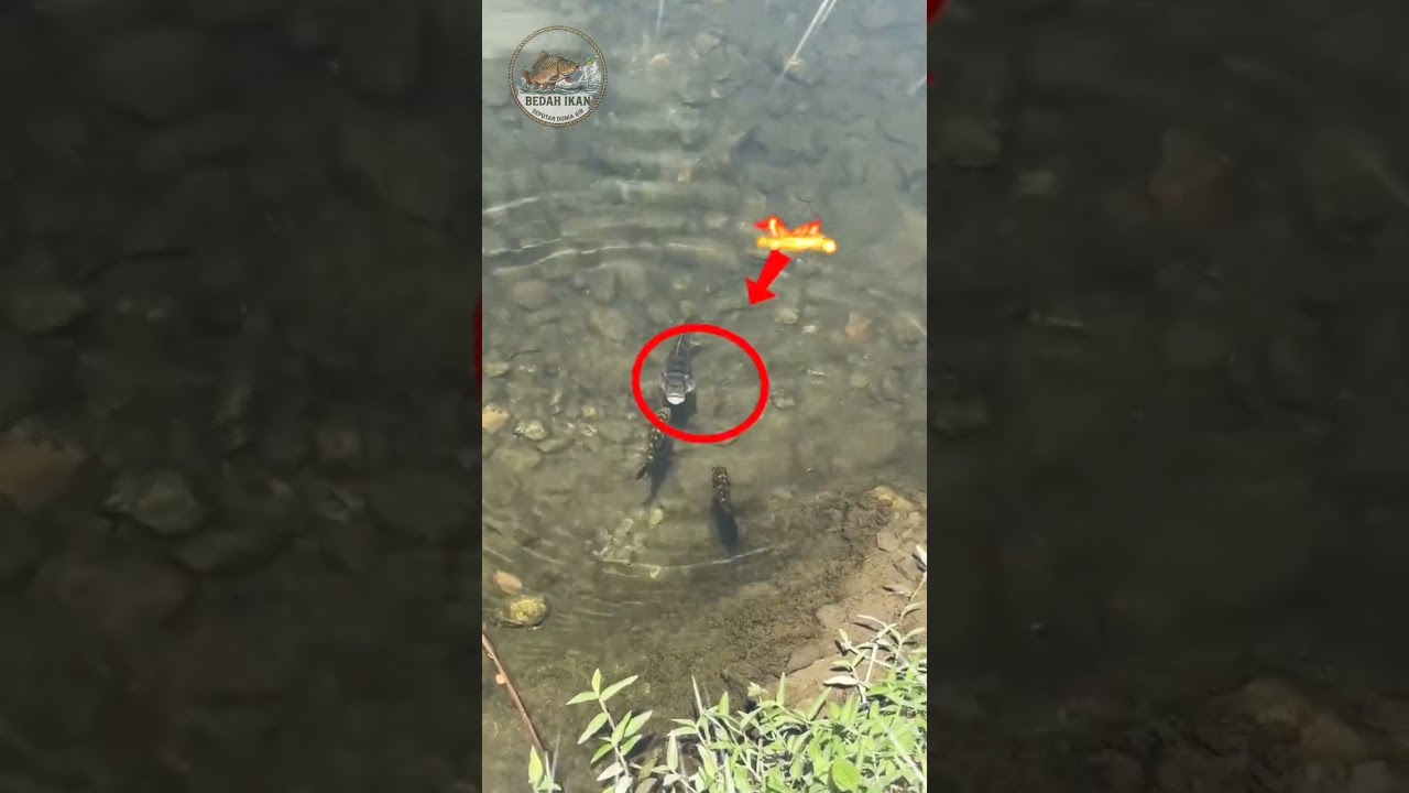 Adu Mekanik!!! 1 nila vs sepasang jaguar demi lindungi anak! #ikan #fish #shorts #battle