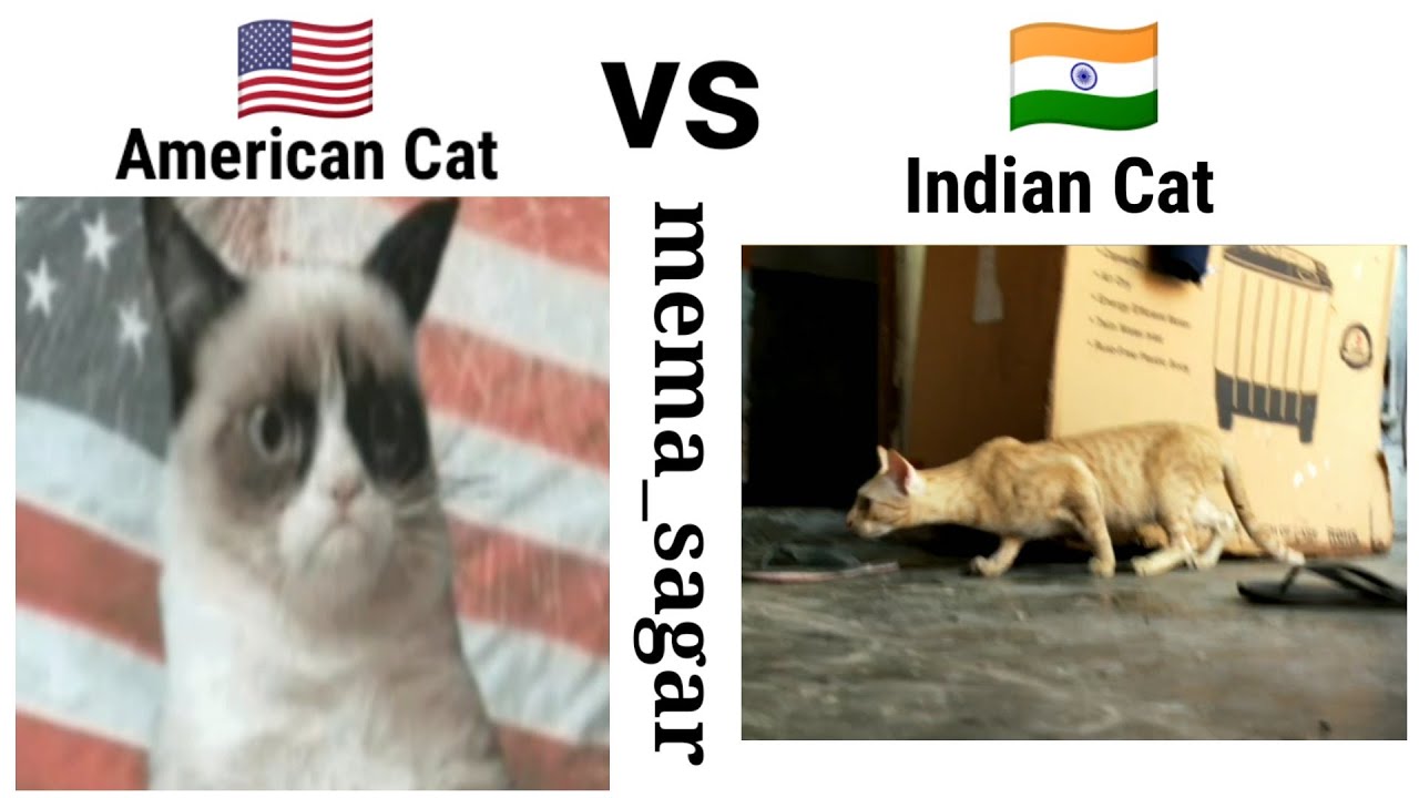American Cat vs Indian Cat 🐈🐱🙃🤣#funny #meme