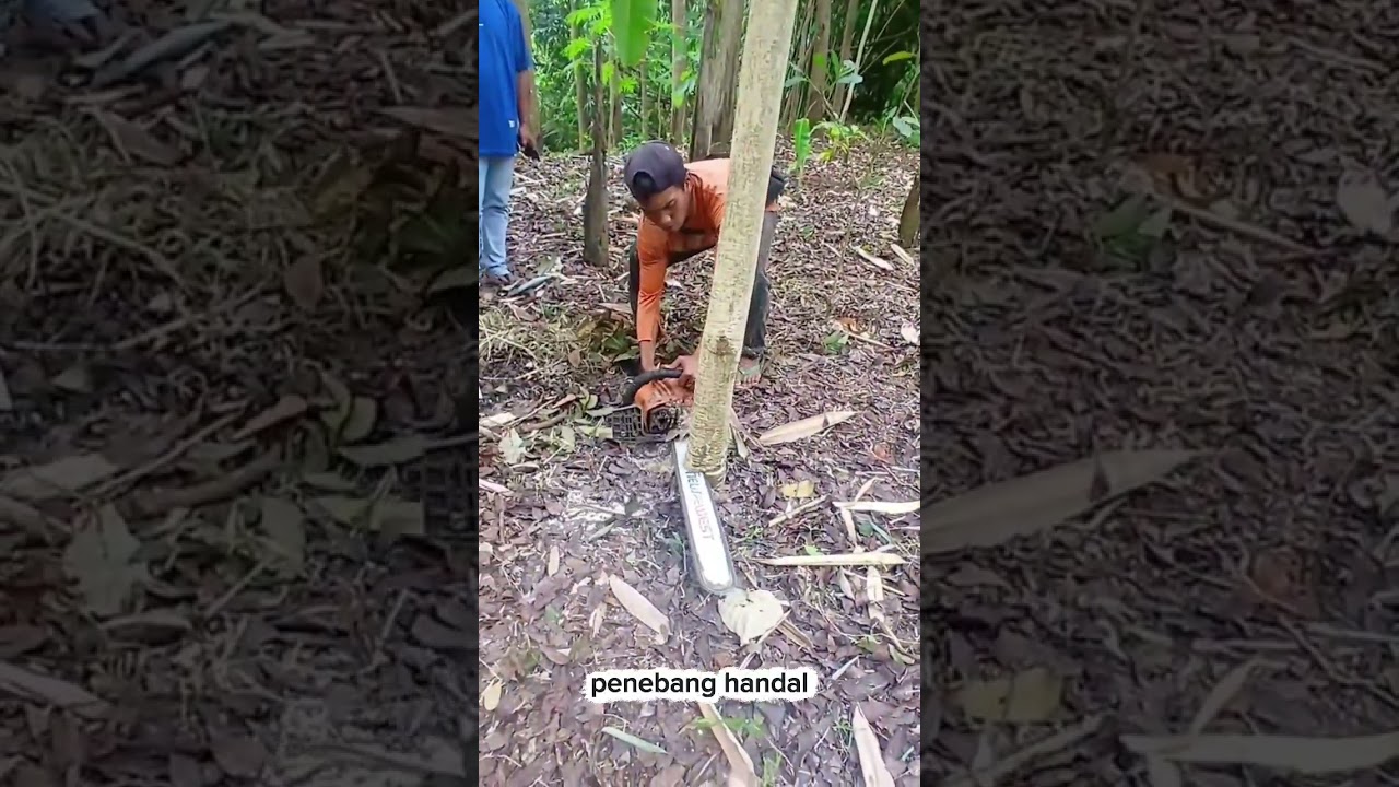 skil menebang kayu kecil