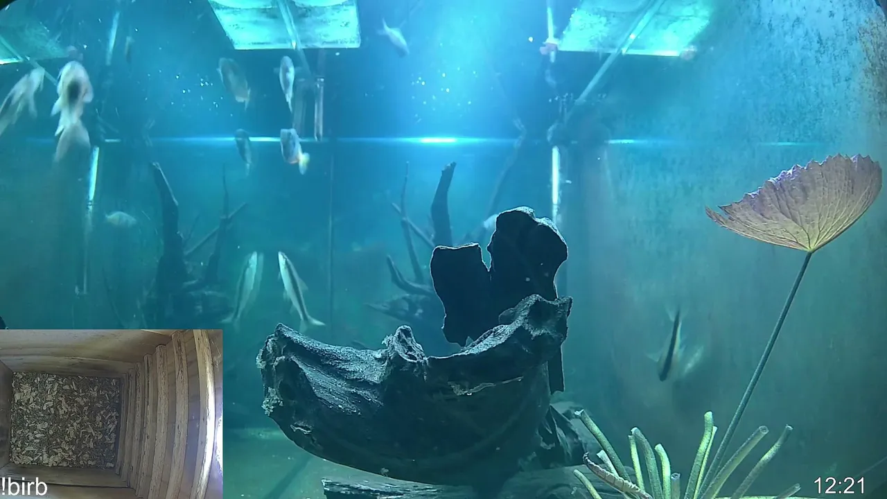 fish go glub