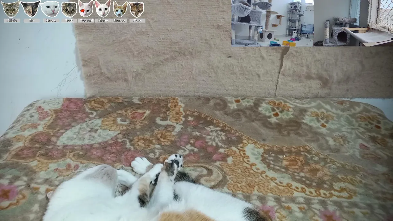 🟢Meet our rescue kitties - 24/7 stream 🟢!wishlist - !cats