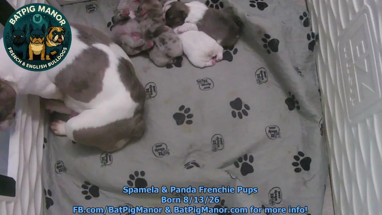 24/7 PUPPY CAM brought to you by BatPig Manor French Bulldogs!  -  BatPigManor.com