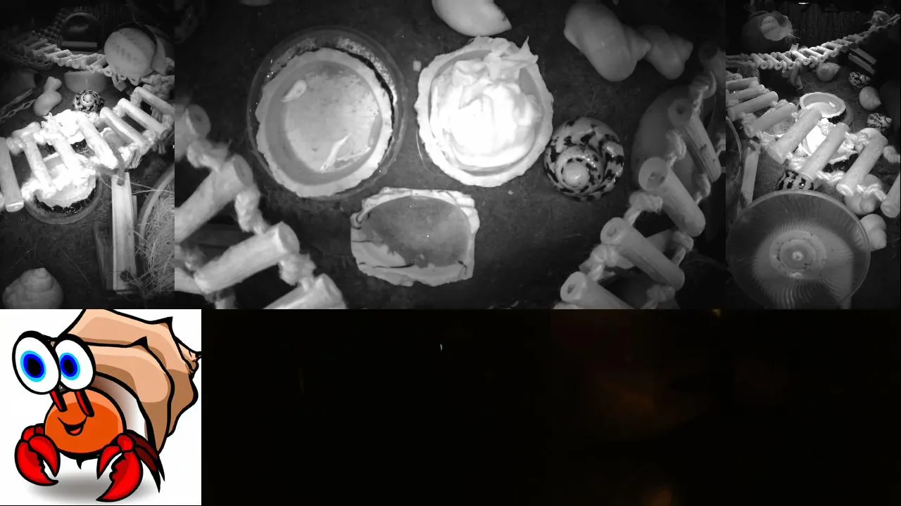 24x7 Hermit Crab Live Stream
